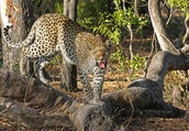 tanzania-6-days-camping-and-tented-lodge-online
